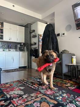 Leonberger Dogs Available for Adoption - Belmont | PetCurious