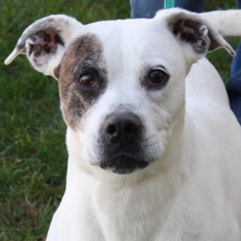Rescue Boxer Dogs for Adoption in Eaton, Ohio - Snapdragon | PetCurious
