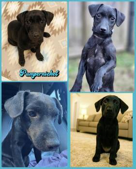 Rescue Miniature Dachshund Dogs for Adoption in Plainfield, Connecticut - Pumpernickel | PetCurious