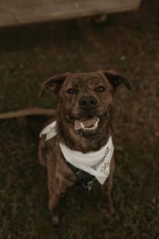 Terrier and Hound Dogs Available for Adoption - Rip | PetCurious