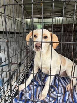 Rescue Labrador Retriever and Mixed Breed Dogs for Adoption in Chickamauga, Georgia - Toby-Adoptable Awaiting S/N | PetCurious