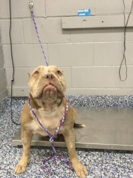 A1934551 -  Pit Bull Terrier Dog for Adoption in Thousand Palms, California - A1934551 | PetCurious