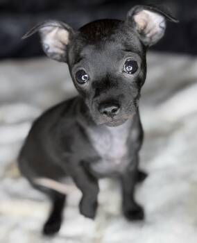 Chihuahua Dogs Available for Adoption in Houston, Texas - Caterpillar | PetCurious