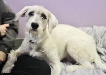 Jaunty in NH. Come Meet our Adoptable Dogs Wednesday-Saturday. M -  Schnauzer Dog for Adoption in Manchester, New Hampshire - Jaunty In NH. Come Meet Our Adoptable Dogs Wednesday-Saturday. M | PetCurious