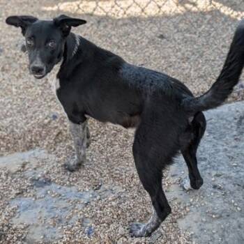 Cattle Dog and Shepherd Dogs Available for Adoption - Sabrina | PetCurious