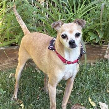 Tiny -  Chihuahua and Mixed Breed Dog for Adoption in Merriam, Kansas - Tiny | PetCurious