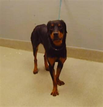 SIDNEE -  Rottweiler Dog for Adoption in Las Vegas, Nevada - SIDNEE | PetCurious