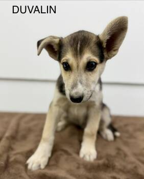 Duvalin 0126 -  Husky and Labrador Retriever Dog for Adoption in Sonora, California - Duvalin 0126 | PetCurious