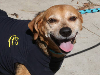 Rescue Beagle and Mixed Breed Dogs for Adoption in Virginia Beach, Virginia - Chow Chow | PetCurious