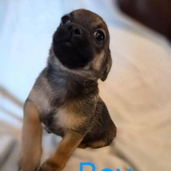 Chihuahua and Miniature Pinscher Dogs Available for Adoption - 253 (2026) Sashimi | PetCurious