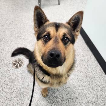 Shepherd Dogs Available for Adoption in Clavet, Saskatchewan - Reggie | PetCurious
