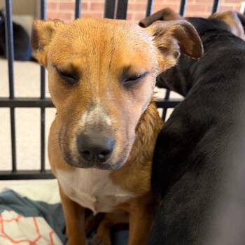 Terrier Dogs Available for Adoption - Bambi | PetCurious