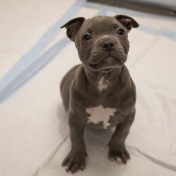 Pit Bull Terrier Dogs Available for Adoption in Austin, Texas - Miu Miu | PetCurious