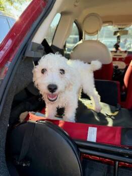 Finn - ADOPTED! -  Mixed Breed Dog for Adoption in Chamblee, Georgia - Finn - ADOPTED! | PetCurious