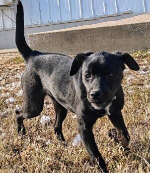 Rescue Labrador Retriever Dogs for Adoption in Ellis Grove, Illinois - Sally | PetCurious