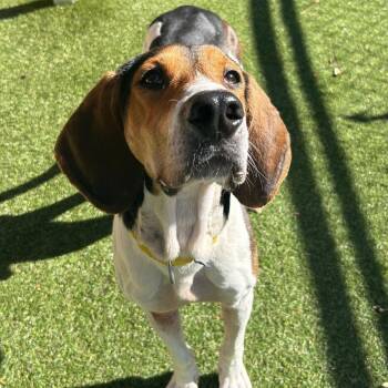 Rescue Mixed Breed Dogs for Adoption in Asheville, North Carolina - Yukon | PetCurious