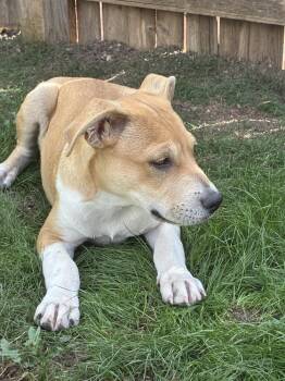JOURNEY -  Pit Bull Terrier Dog for Adoption in Broomfield, Colorado - JOURNEY | PetCurious