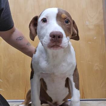 Parklyn - 061501U -  Pit Bull Terrier and Mixed Breed Dog for Adoption in Tupelo, Mississippi - Parklyn - 061501U | PetCurious