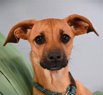 Beagle and Mixed Breed Dogs Available for Adoption in Loveland, Colorado - ALICE | PetCurious