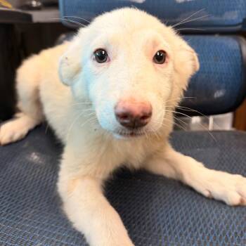 Mercy Otis -  Australian Shepherd and Great Pyrenees Dog for Adoption in Norman, Oklahoma - Mercy Otis | PetCurious