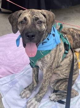 Bradley -  Great Dane and Hound Dog for Adoption in Lambertville, New Jersey - Bradley | PetCurious