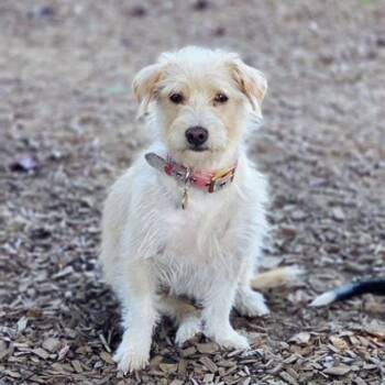 Summer -  Terrier Dog for Adoption in Eugene, Oregon - Summer | PetCurious