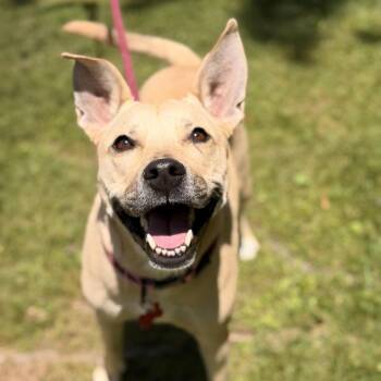 Cristal -  Yellow Labrador Retriever and Husky Dog for Adoption in Sparta, New Jersey - Cristal | PetCurious