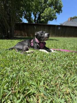 Pit Bull Terrier and Mixed Breed Dogs Available for Adoption in Fort Worth, Texas - Grendel | PetCurious