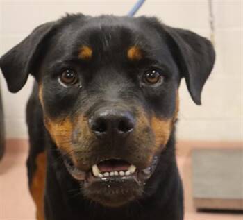 ASTRO -  Mixed Breed Dog for Adoption in Columbia, South Carolina - ASTRO | PetCurious