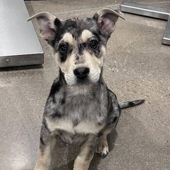 Catahoula Leopard Dog and Mixed Breed Dogs Available for Adoption - Doris | PetCurious