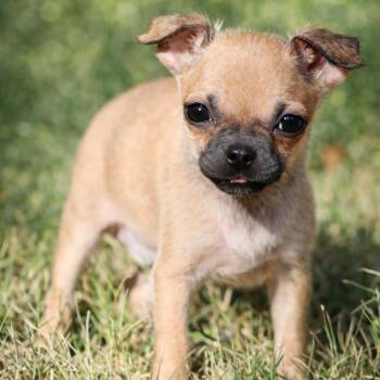 Pug and Chihuahua Dogs Available for Adoption - Walter — The Teeniest, Cutest Little Gentleman | PetCurious