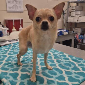 Mixed Breed Dogs Available for Adoption in Lake Panasoffkee, Florida - Fawn | PetCurious