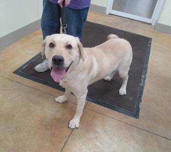 Yellow Labrador Retriever Dogs Available for Adoption in Austin, Minnesota - Oakley (many Applications) | PetCurious