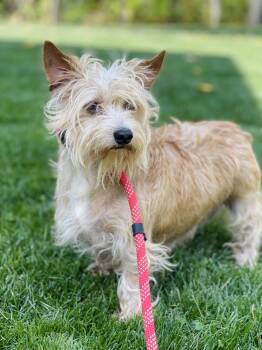 Rescue Norfolk Terrier and Cairn Terrier Dogs for Adoption in Winter, Wisconsin - Tana | PetCurious