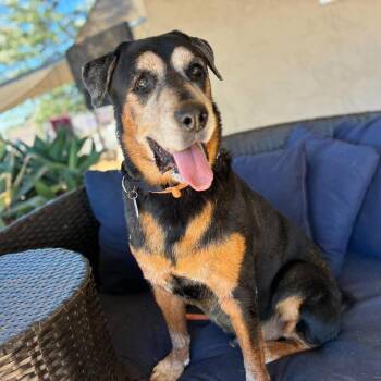Rockford -  Rottweiler Dog for Adoption in Ramona, California - Rockford | PetCurious