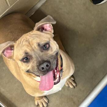 Cinnamon -  Terrier and Mixed Breed Dog for Adoption in Columbia, Illinois - Cinnamon | PetCurious