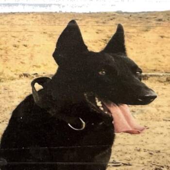 Bingo -  Dutch Shepherd and German Shepherd Dog Dog for Adoption in Denver, Colorado - Bingo | PetCurious