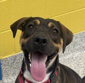 Apollo -  Cane Corso and Labrador Retriever Dog for Adoption in Golden, Colorado - Apollo | PetCurious