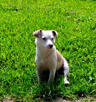 Maypearl BR14370-T LOCAL Adoption Event in Burlington 8/22 -  Jack Russell Terrier and Rat Terrier Dog for Adoption in Missouri City, Texas - Maypearl BR14370-T LOCAL Adoption Event In Burlington 8/22 | PetCurious