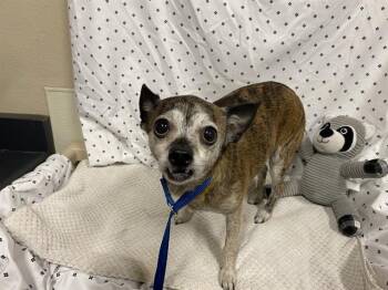 Chihuahua Dogs Available for Adoption in Modesto, California - A609859 | PetCurious