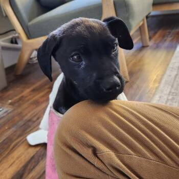 Labrador Retriever Dogs Available for Adoption - Castella | PetCurious