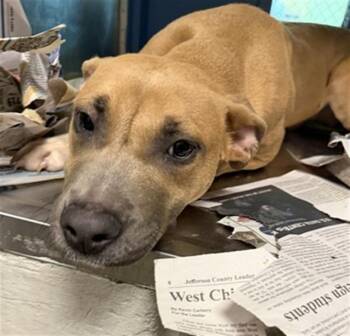Pit Bull Terrier and Mixed Breed Dogs Available for Adoption in St. Louis, Missouri - TREESTAR | PetCurious