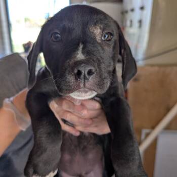 Mixed Breed Dogs Available for Adoption in Leander, Texas - Nissan | PetCurious