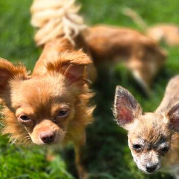 Scooter -  Chihuahua Dog for Adoption in Rochester, Minnesota - Scooter | PetCurious