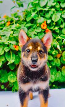 Kenai -  Husky and Golden Retriever Dog for Adoption in San Diego, California - Kenai | PetCurious