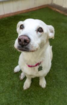 Rescue Terrier and Corgi Dogs for Adoption in Encinitas, California - Fern | PetCurious