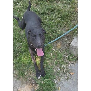 Alphie: Adopt or Forever Foster -  Labrador Retriever Dog for Adoption in Rochester, New York - Alphie: Adopt Or Forever Foster | PetCurious