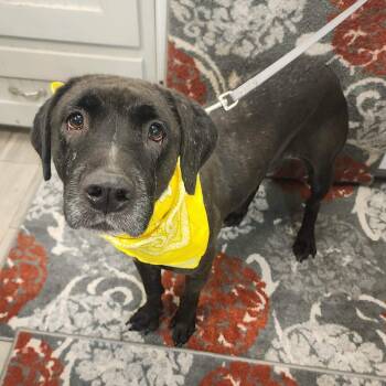 Sincere -  Labrador Retriever Dog for Adoption in Oak Point, Texas - Sincere | PetCurious