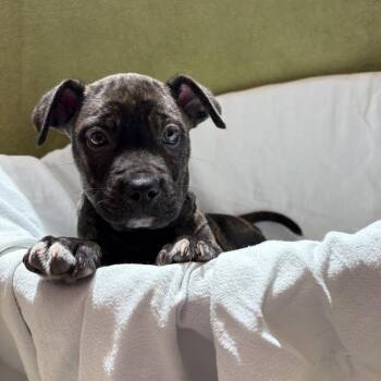 Springfield -  Pit Bull Terrier and Mixed Breed Dog for Adoption in Chatham, Virginia - Springfield | PetCurious