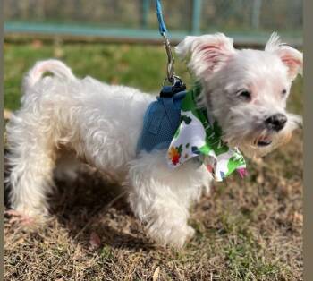 Rescue Maltese and Mixed Breed Dogs for Adoption in Pomona, New York - Marshmallow | PetCurious